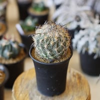 N/OH【澪標-芽の巣山別注】山ノ月ブラック+ moon / M no.1204/151