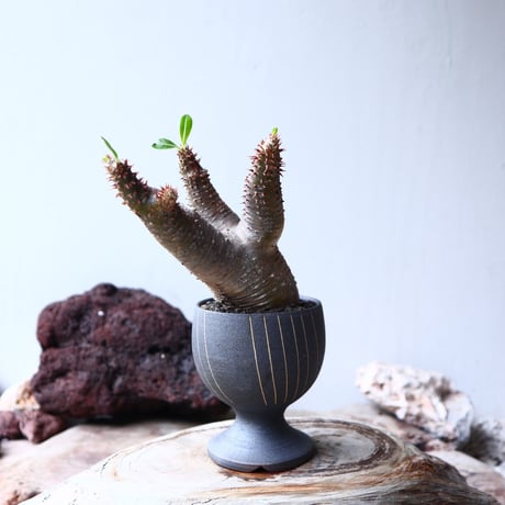 パキポディウム  マカイエンセ    Pachypodium Makayense  no72123