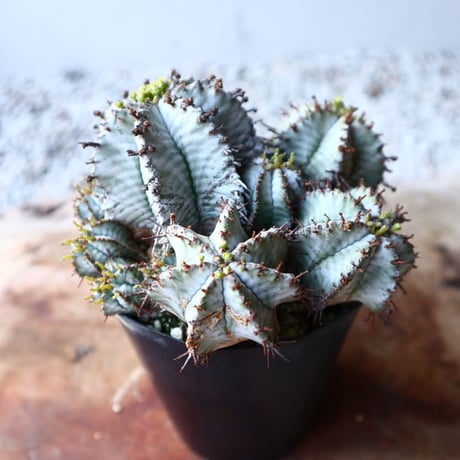ユーフォルビア  ホリダ   Euphorbia  horrida   no.111103
