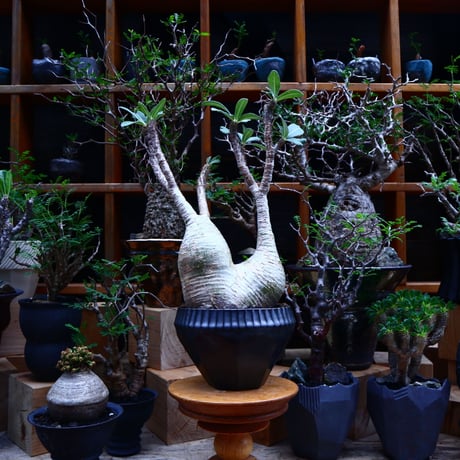 パキポディウム  グラキリス／Pachypodium  gracilius       no.81511