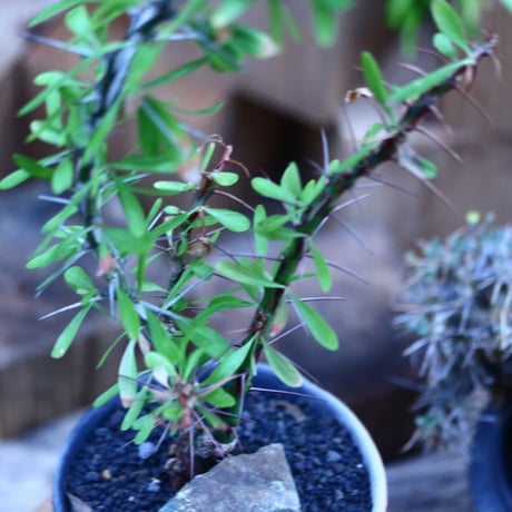 フォークイエリア hyb.／Fouquieria hyb. （purpusii × fasciculata ） no.111441