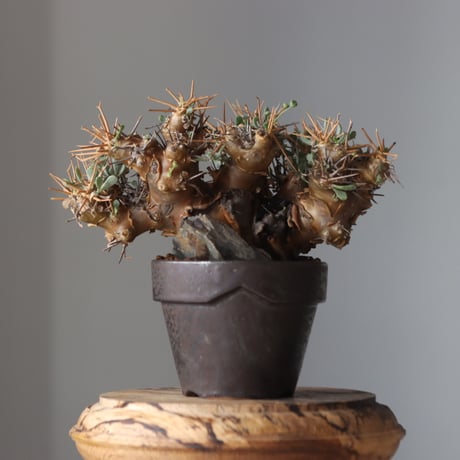 Othonna euphorbioides × YAMABACHI ver. takero pot  no.61660