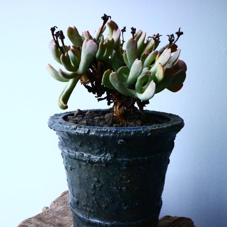 ロンボフィルム 扶刀乱麻  白班Rhombopyllum nelii f  variegata. No.022