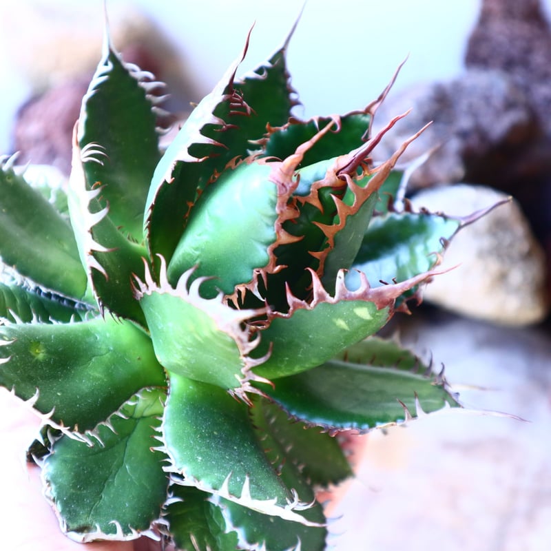 アガベ ホリダ Agave horrida no.41213 | 芽の巣山