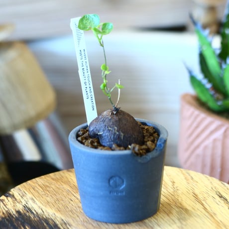 N/OH × Dioscorea elephantipe    no.111914