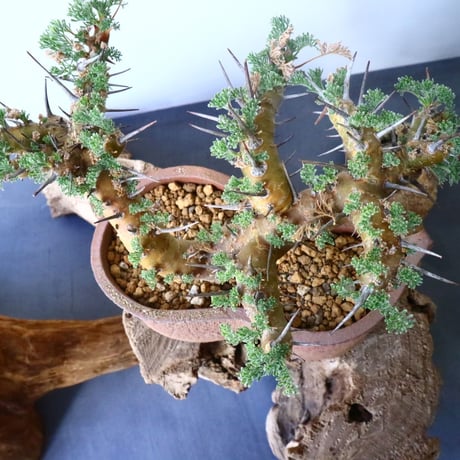 サルコカウロン  ヘレー    Sarcocaulon herrei   No.024