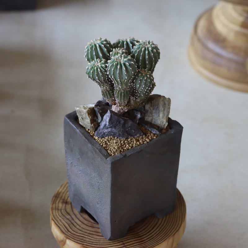 ゲオヒントニア・メキシカーナ ゲオヒントニア メキシカーナ × たけ