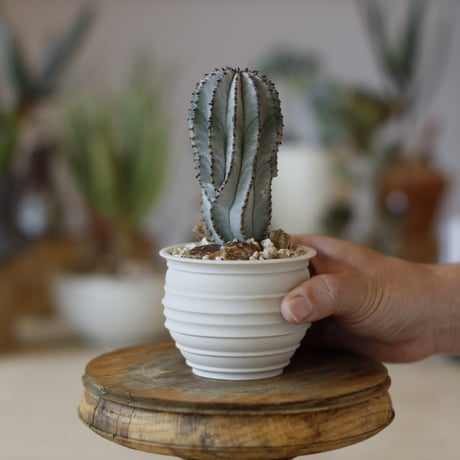 Euphorbia horrida × takero pot (2.5号)  no.1214/42