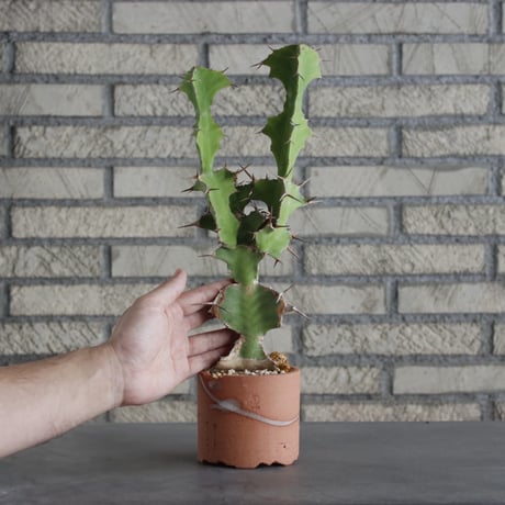 Euphorbia triangularis (大纏) × N/OH(3号)  no.621/23
