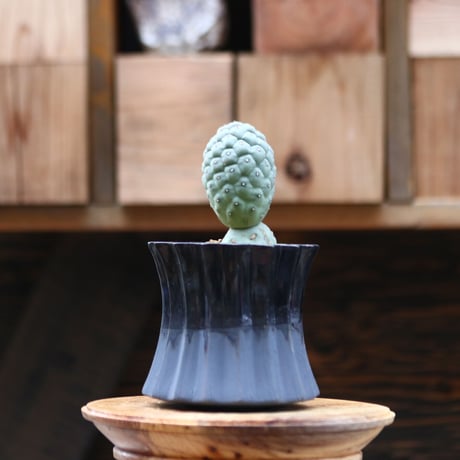 tephrocactus | STORES