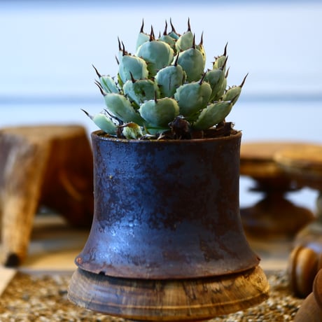 Agave potatorum 'Kisshoukan' × Kazuhiro Arima 　no31040