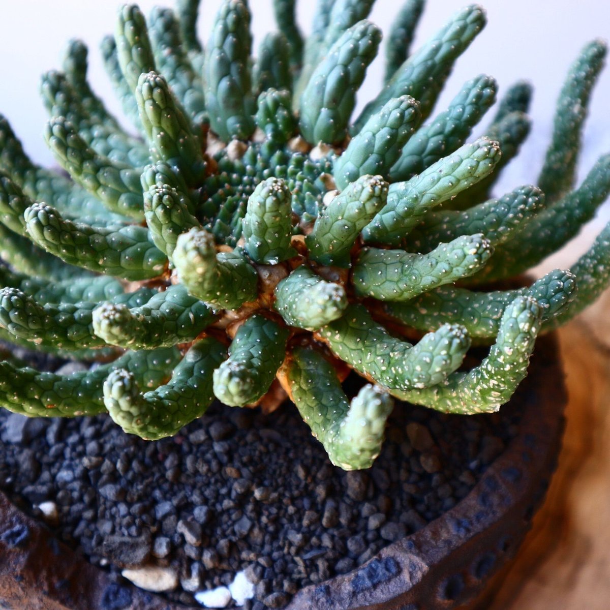 ユーフォルビア　エスクレンタ　現地球 ユーフォルビア エスクレンタ Euphorbia esculenta no.228