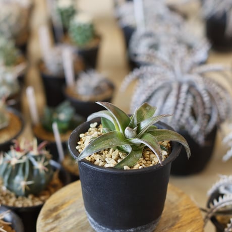 Dyckia ‘Stoic'  (3号鉢)  no.1226/53
