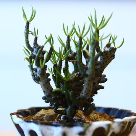 Tylecodon  buchholzianus × soso    no.100812