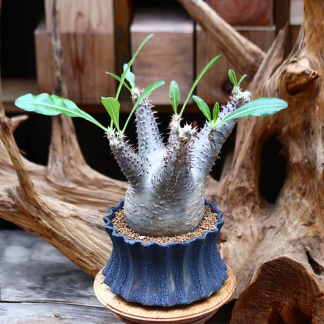 パキポディウム マカイエンセ / Pachypodium Makayense / 発根済み     no.22694