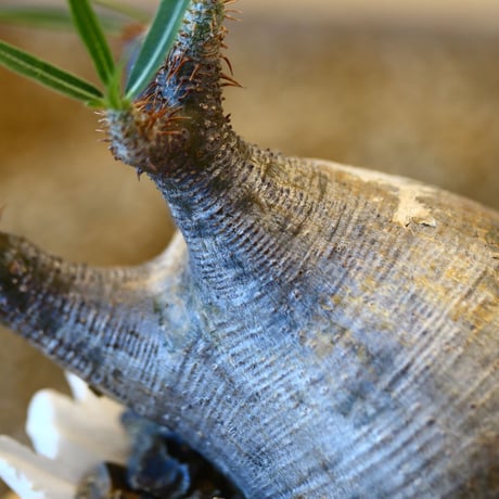 Pachypodium  gracilius × Kazuhiro Arima    no.100820