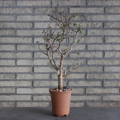 Bursera fagaroides × N/OH (4.5号)  no.510/7