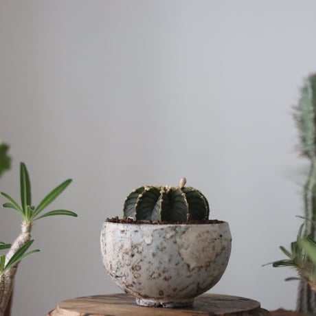 Gymnocalycium friedrichii LB2178 × たけろうポット   no.51205