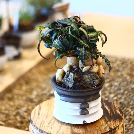 たけろうポット × Euphorbia francoisii   no.102201