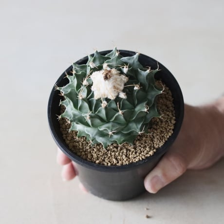 Obregonia denegrii / 帝冠 (3.5号鉢)  no.913/3
