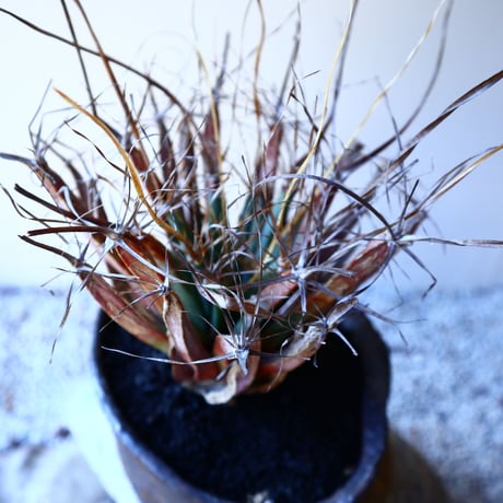 レウクテンベルギア  晃山    Leuchtenbergia principis  no.11229