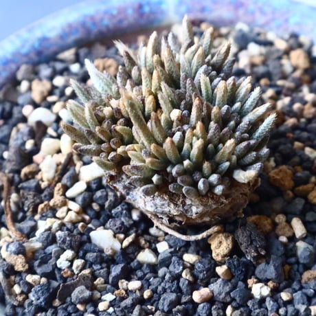 アボニア クイナリア  アルストニー       Avonia  quinaria  ssp. alstonii  No.005