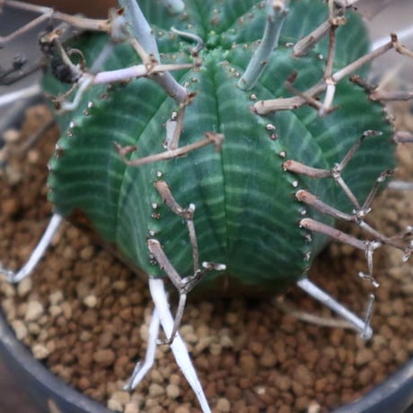 ユーフォルビア  バリダ／Euphorbia valida    no.92524