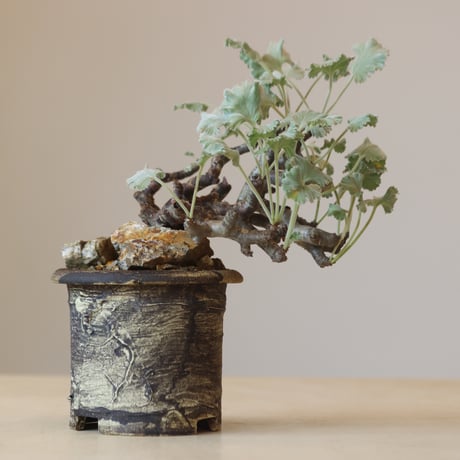 Pelargonium mirabile × Masato Akutsu   no.309-4