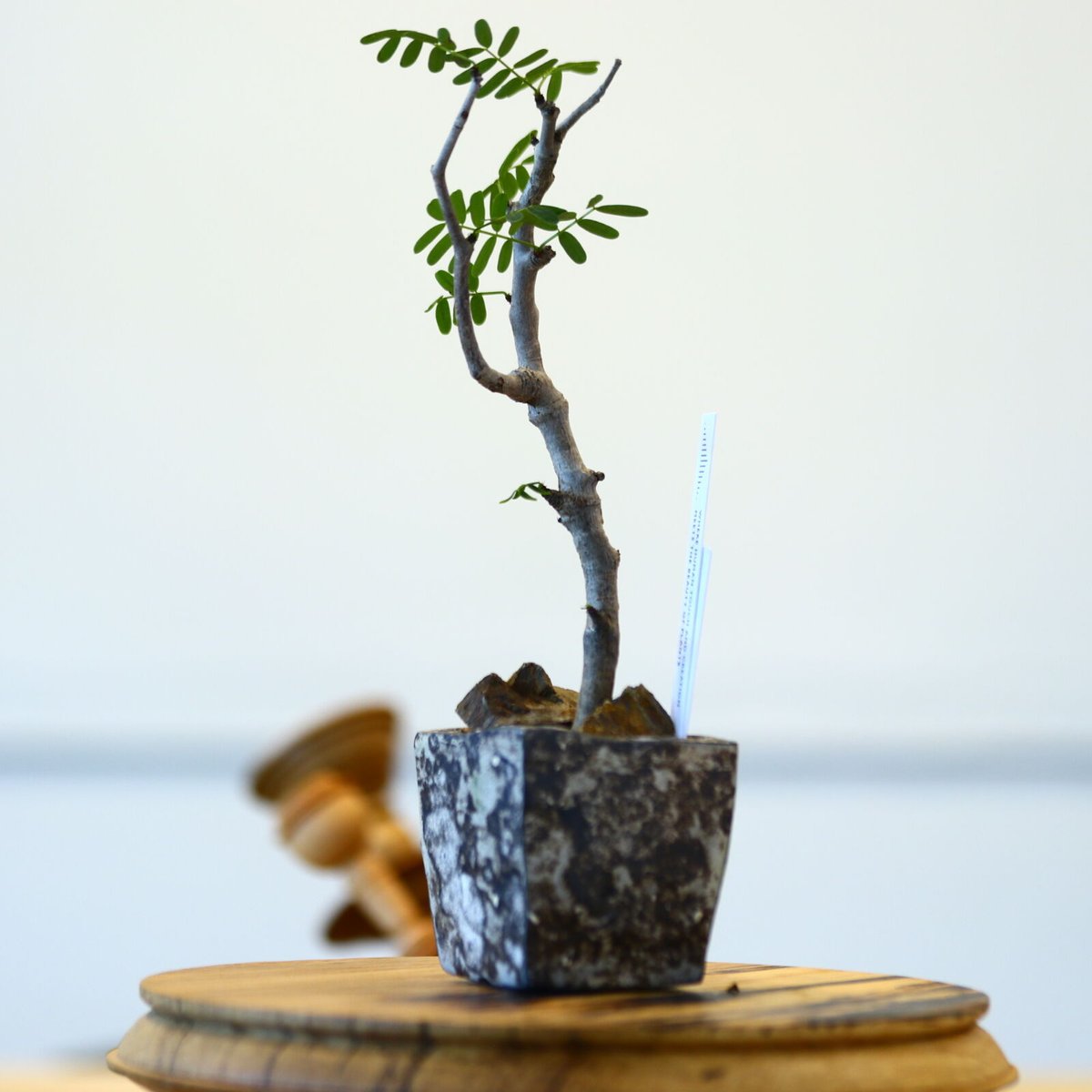 たけろうポット × センナ メリディオナリス 挿し木 no.72337 | 芽の巣山