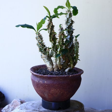 Euphorbia sp.nova Beraketa   no.60213