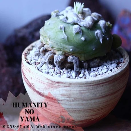 ロフォフォラ   ディフューサ　翠冠玉  Lophophora diffusa 　no.42682