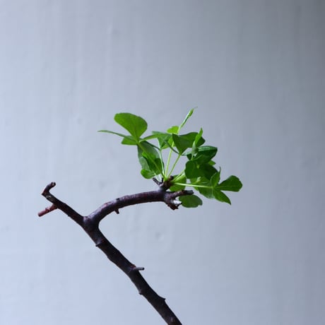 コミフォラ  カタフ     Commiphora kataf     no.71413
