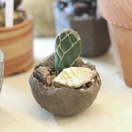 Opuntia zebrina f. reticulata (亀甲団扇) × たけろうポット   no.112-25