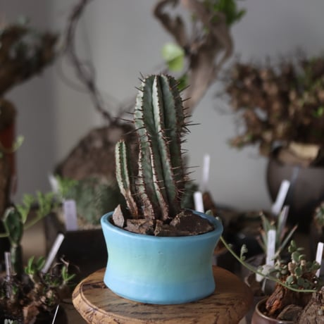Euphorbia horrida × SahoYoshimoto / 六本芽  no.1201-29