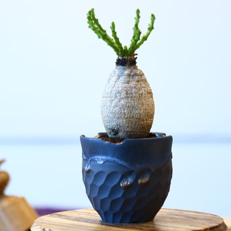 N/OH × Euphorbia decidua   no.61819