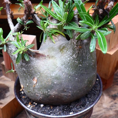 パキポディウム  グラキリス／Pachypodium  gracilius       no.71036
