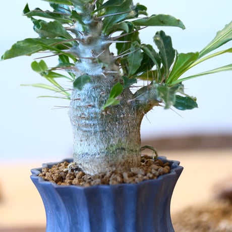 Pachypodium saundersii × 礎礎/soso    no.90317