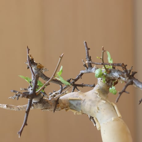 Commiphora kataf  × N/OH (3.5号鉢)   no.412-3