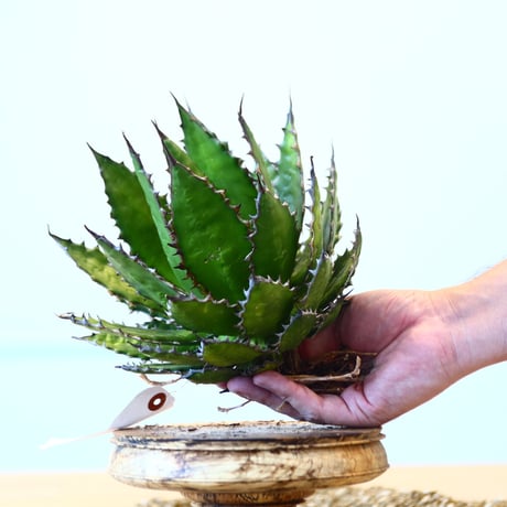 Agave horrida / Style of Chika   no.1015/8