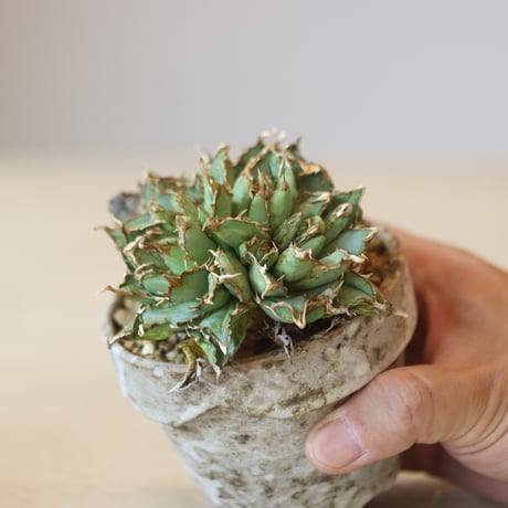 Agave titanota filigree Devil  × YAMABACHI var. 六本芽  no.221-1