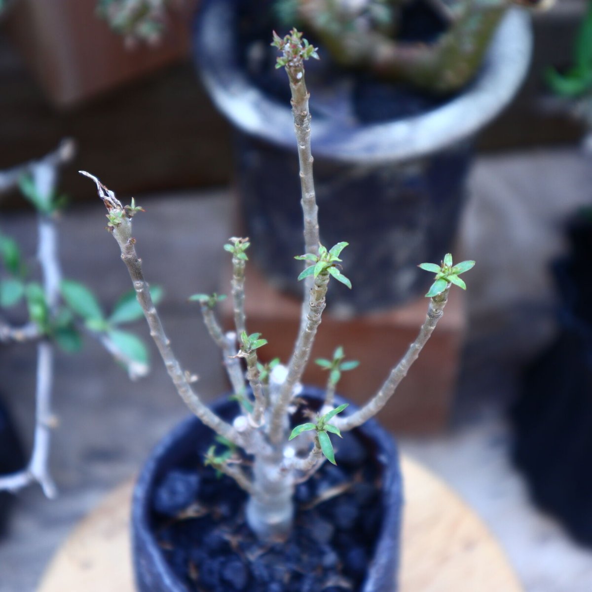 ユーフォルビア バルサミフェラ/Euphorbia balsamifera no.60 ユーフォルビア バルサミフェラ/Euphorbia balsamifera no.60