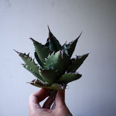 アガベ   チタノタ   FO-76    Agave titanota  "FO-76"   no.42817