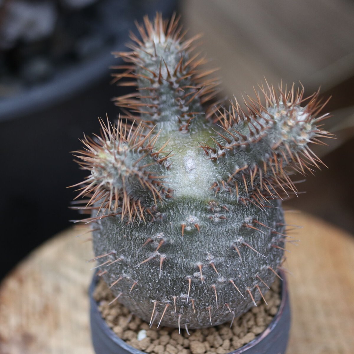 パキポディウム グラキリス 実生／Pachypodium gracilius no.