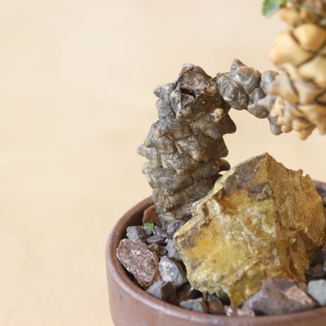 Othonna herrei × YAMABACHI var. takero pot (3号鉢) no.412-5