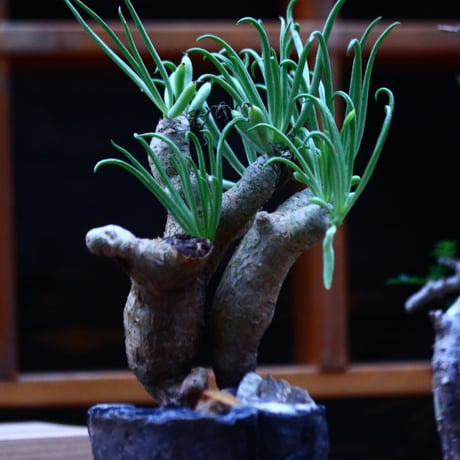 チレコドン ルブロベノーサス ／Tylecodon rubrovenosus  ﻿﻿    no.100350