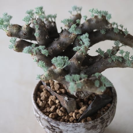 Sarcocaulon multifidum ×  YAMABACHI var. takero pot  no.63049