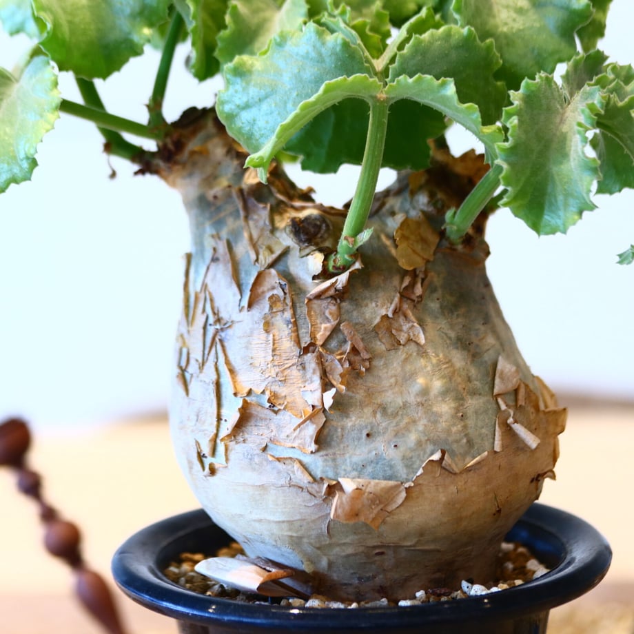 64574566b8b29917f2dd898e