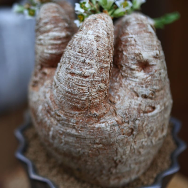 ユーフォルビア プリムリフォリア　発根済み ユーフォルビア プリムリフォリア / Euphorbia primulifolia