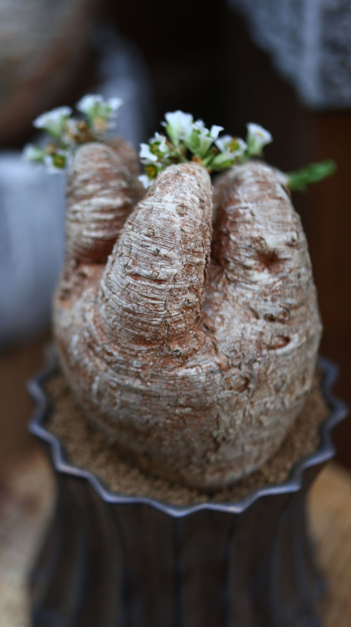 ユーフォルビア プリムリフォリア　発根済み fit=scale-down,w=1200