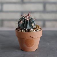 Ferocactus latispinus × N/OH (3号鉢)  no.510/47